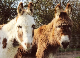 Donation to feed horses and donkeys